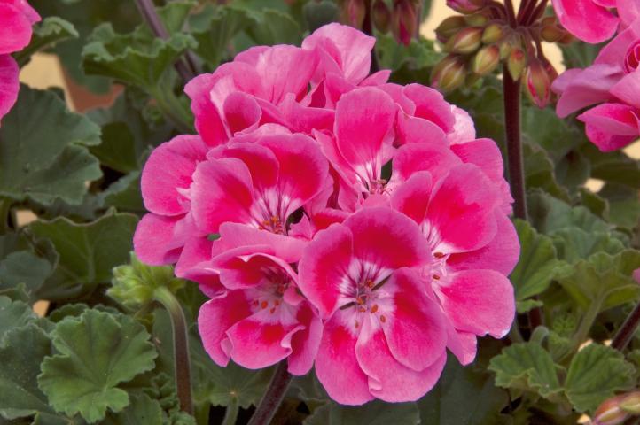 Pelargonium_z_Vineta - Пролетни балконски цветя
