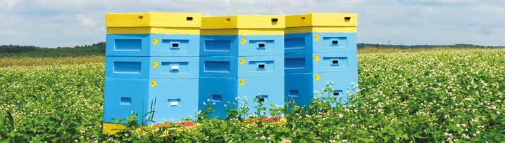 Кошер Дадант, снимка 2 - Градински артикули