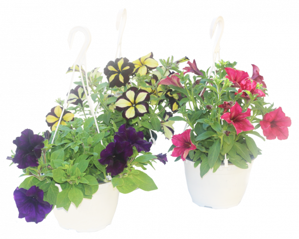 Каскадна петуния в кошница Ф17 см - Пролетни балконски цветя