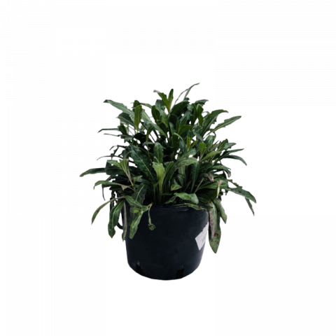 Гаура 3 л - Многогодишни перенни растения