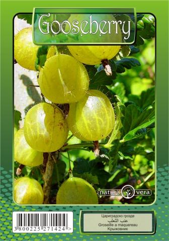 Плодни храсти Ф8 см, микс Natura vera, снимка 4 - Овошки и плодни храсти