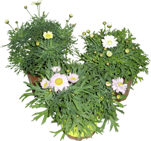 Маргаритка ф10.5/ Н5-10см - Пролетни балконски цветя