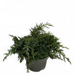 Юниперус Squamata Tropical Blue 5 л