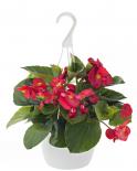 Бегония в кошница ф19см