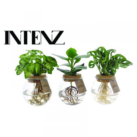 Микс зелени растения ф12см, 40-45см, в стъклен буркан - Зеленолистни