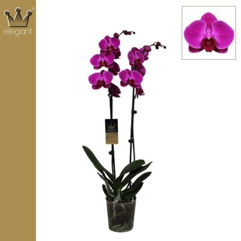 Фаленопсис 2 стебла, Ф12, Н60-70см, микс цвет. 18+, снимка 5 - Орхидеи