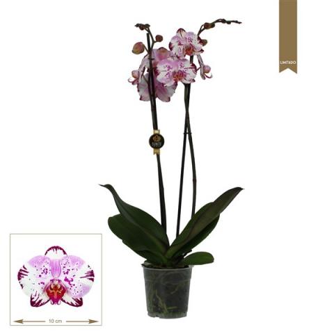 Орхидея Фаленопсис Magic Art - Орхидеи