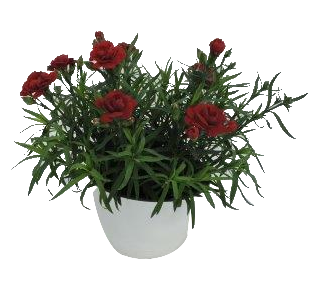 Карамфил ф14см - Пролетни балконски цветя