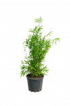 Бамбук 9л