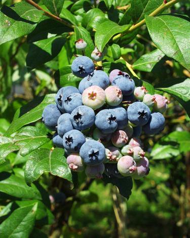 Черна боровинка C1,5л 30/50см - Овошки и плодни храсти