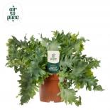 Флебодиум Davana ф12 см H35 см