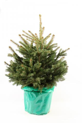 Сребрист смърч - Иглолистни храсти и дървета