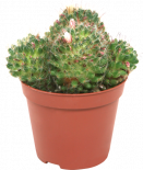 Мамилария микс Ф8