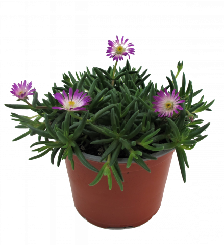 Делосперма ф12 см - Пролетни балконски цветя