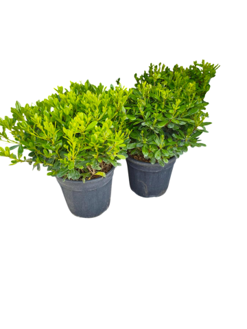 Питоспорум 9 л - Листопадни храсти и дървета