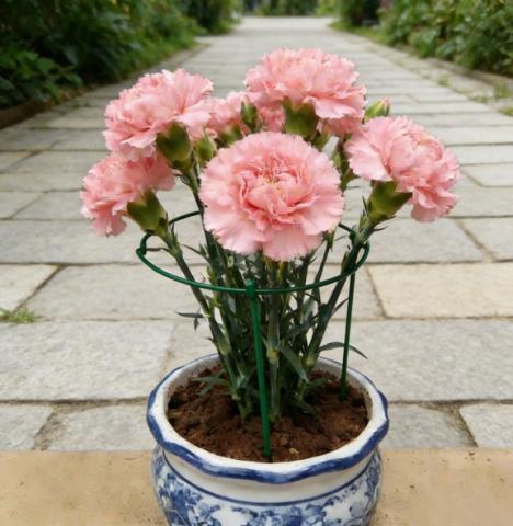 Малка полукръгла стойка за растения Rossima - Принадлежности за връзване