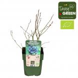 Боровинка Reka Rio ф13 см  H30 см