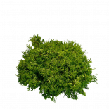 Лъжекипарис Gitte 25 л H80-90 см