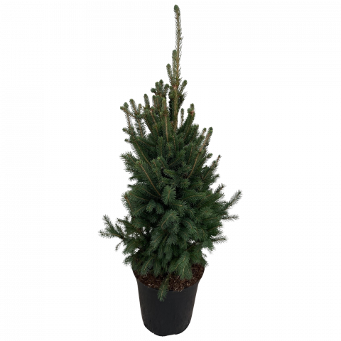 Пицея Glauca Super Green ф28 см H115 см - Иглолистни храсти и дървета