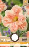 Луковици Нарцис Apricot Whirl 5 бр.