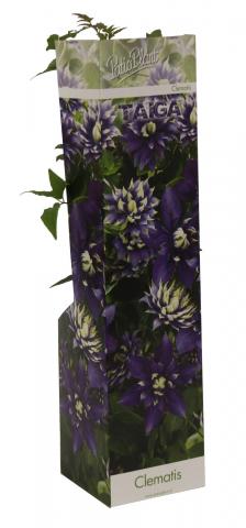 Клематис Taiga корен в кутия ф9 см - Листопадни храсти и дървета