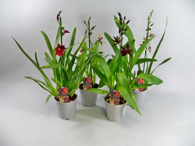 Kамбрия ф12 см, Н 65 см, снимка 2 - Орхидеи