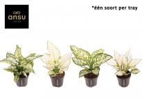Аглоанема White Surprise Ф12см, H35см