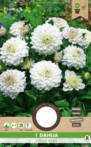 Луковици Pure Далия Go Go White 1бр. - Далии