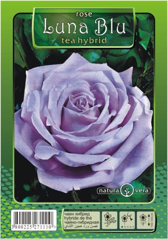 Хибрид Чаена роза 80-120см., микс, снимка 10 - Външни растения