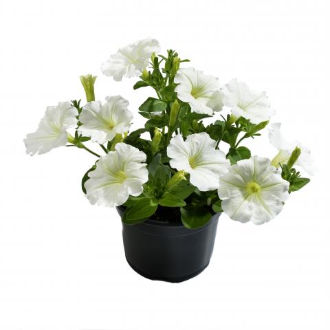 Patio White - Пролетни балконски цветя