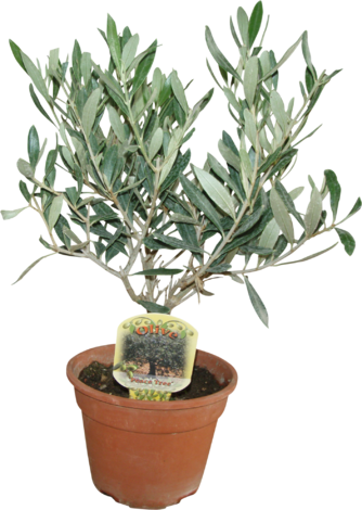 Маслина храст ф12см (Олеа) - Средиземноморски растения