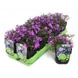 Флокс subulata Purple Beauty ф11см