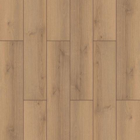 Canyon Oak