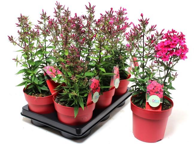 Градински цветя микс ф15см, снимка 4 - Цъфтящи