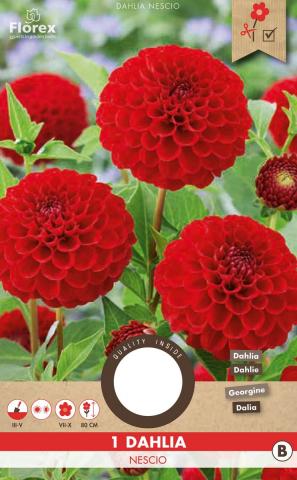 Луковици Pure Далия Nescio 1бр. - Далии