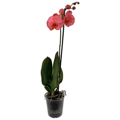 Орхидея Фаленопсис Bonito, снимка 5 - Външни растения