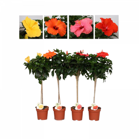 Хибискус Fiori Grande Ф17см - Листопадни храсти и дървета