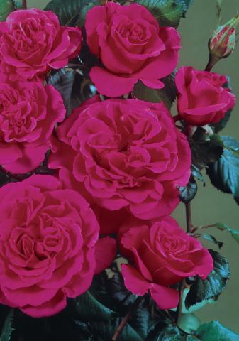 Катерлива роза 2л, микс, снимка 4 - Външни растения