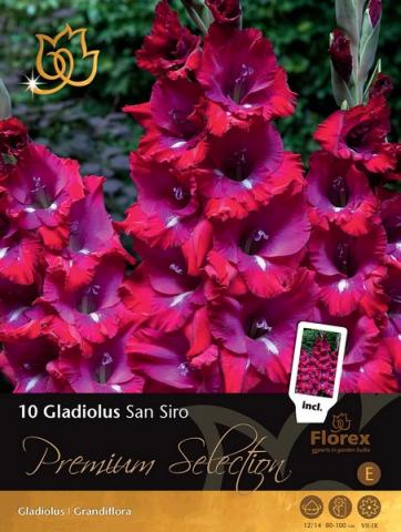 Луковици Premium Гладиола San Siro - Външни растения