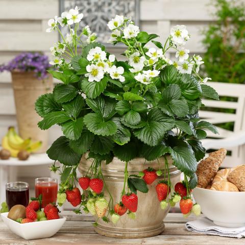 Ягода ф12 см - Овошки и плодни храсти