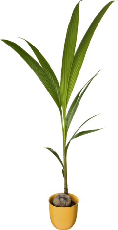Кокос nucifera Ф:19см Н:180см - Големи растения