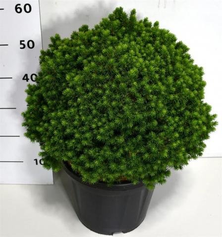 Смърч Glauca Alberta Globe 13 л, снимка 2 - Иглолистни храсти и дървета