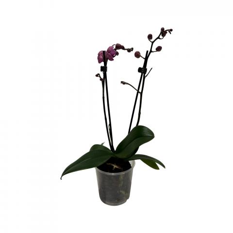 Орхидея Phalaenopsis Ф9см, H25-45см, 1 стебло, 6+ цвята - Външни растения