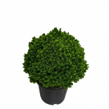 Смърч Glauca Alberta Globe 13 л