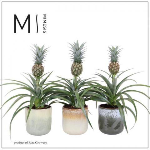 Ананас Mi Amigo in Ottawa ф12 см H40 см - Зеленолистни