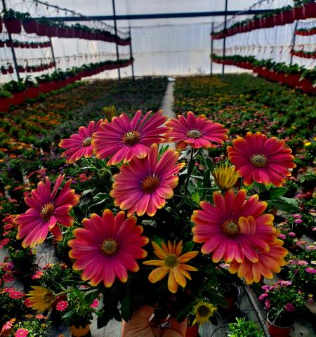 Остеоспермум ф14см, Ф15см, снимка 3 - Пролетни балконски цветя