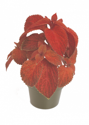 Колеус ф9см - Пролетни балконски цветя