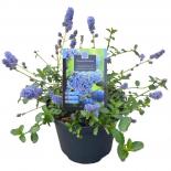 Цеанотус Thyrsiflorus Repens ф23 см H40 см