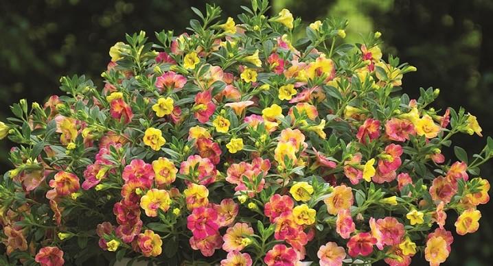 Chameleon Double Pink Yellow ws (2) - Пролетни балконски цветя