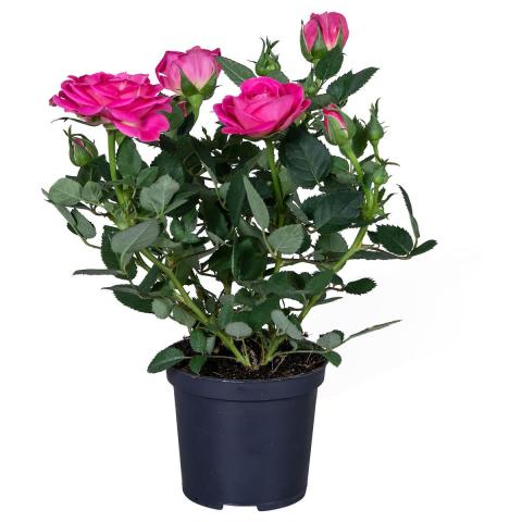 Роза Gigi Parade микс ф7 , височина 20-25 см, снимка 3 - Външни растения